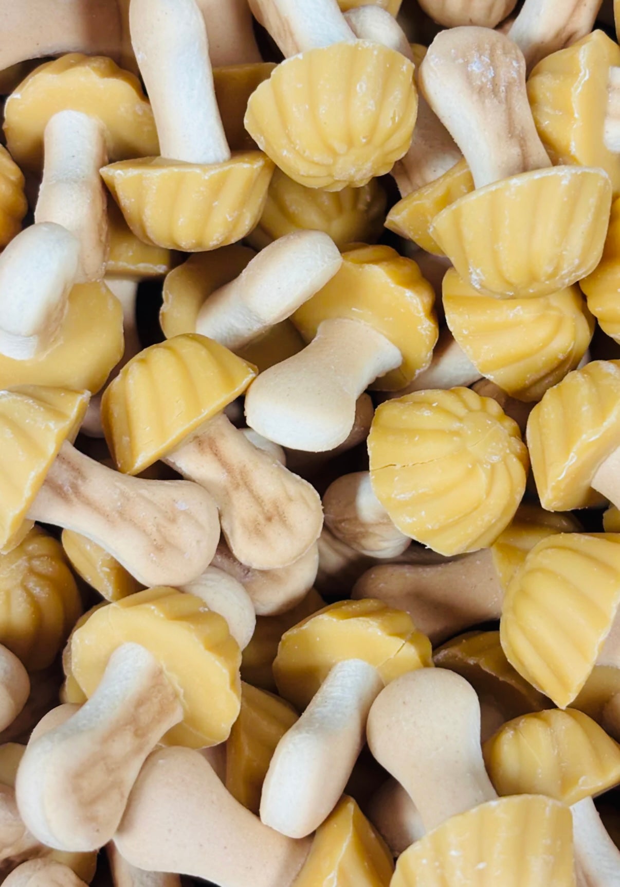 Champignon Banane (lot de 10)