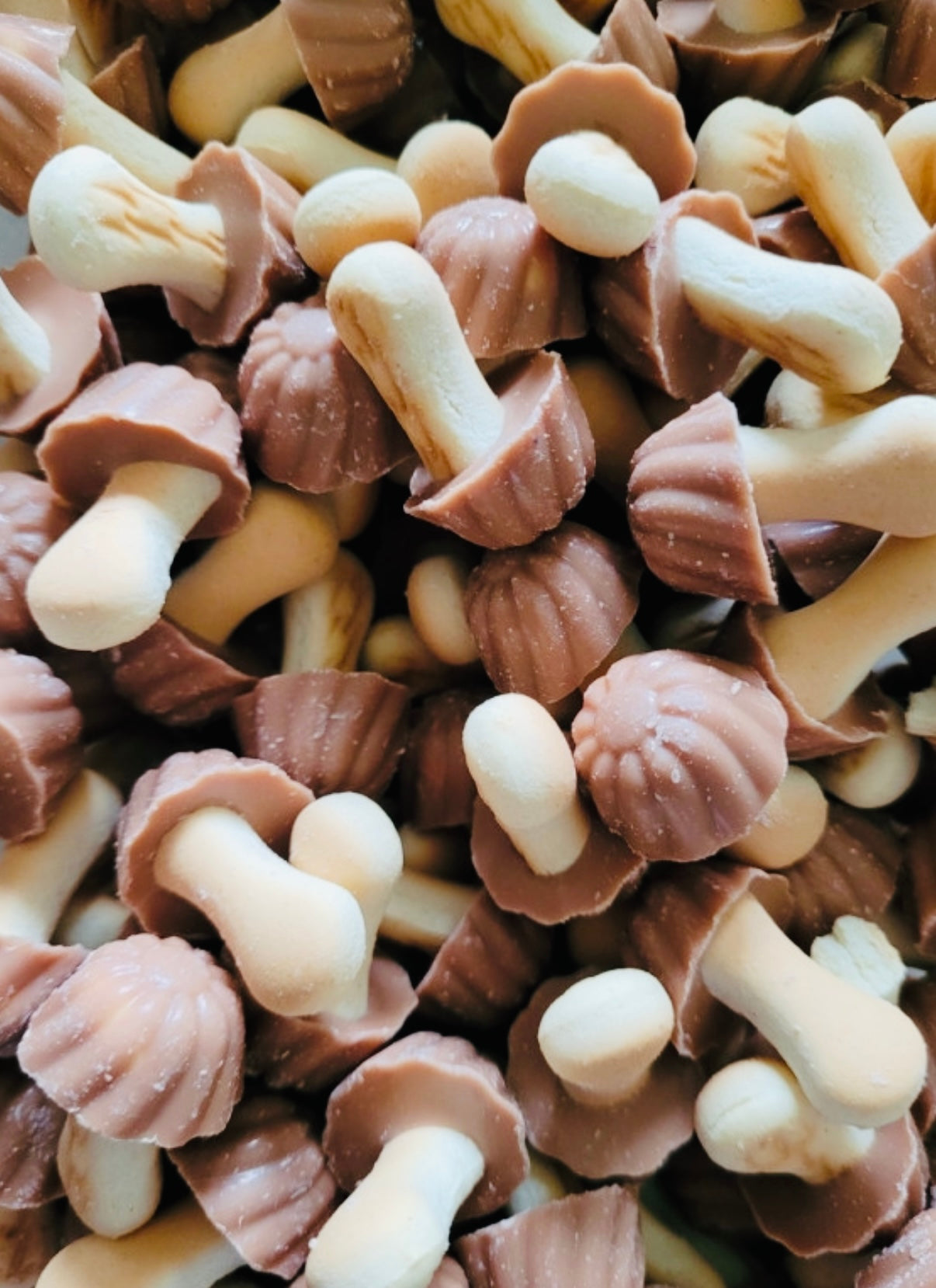 Champignon Caramel (lot de 10)